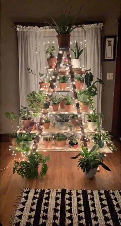 10 Christmas tree substitutes for Hawai'i | Plant Pono