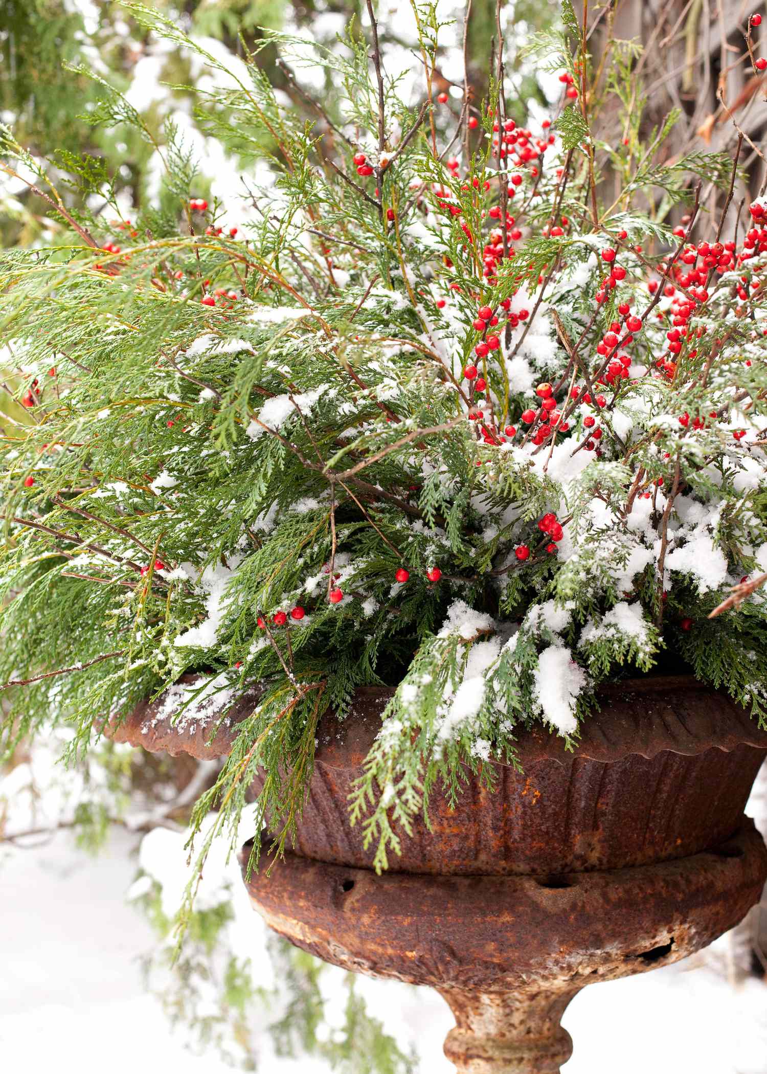 14 Cheerful Winter Container Gardens