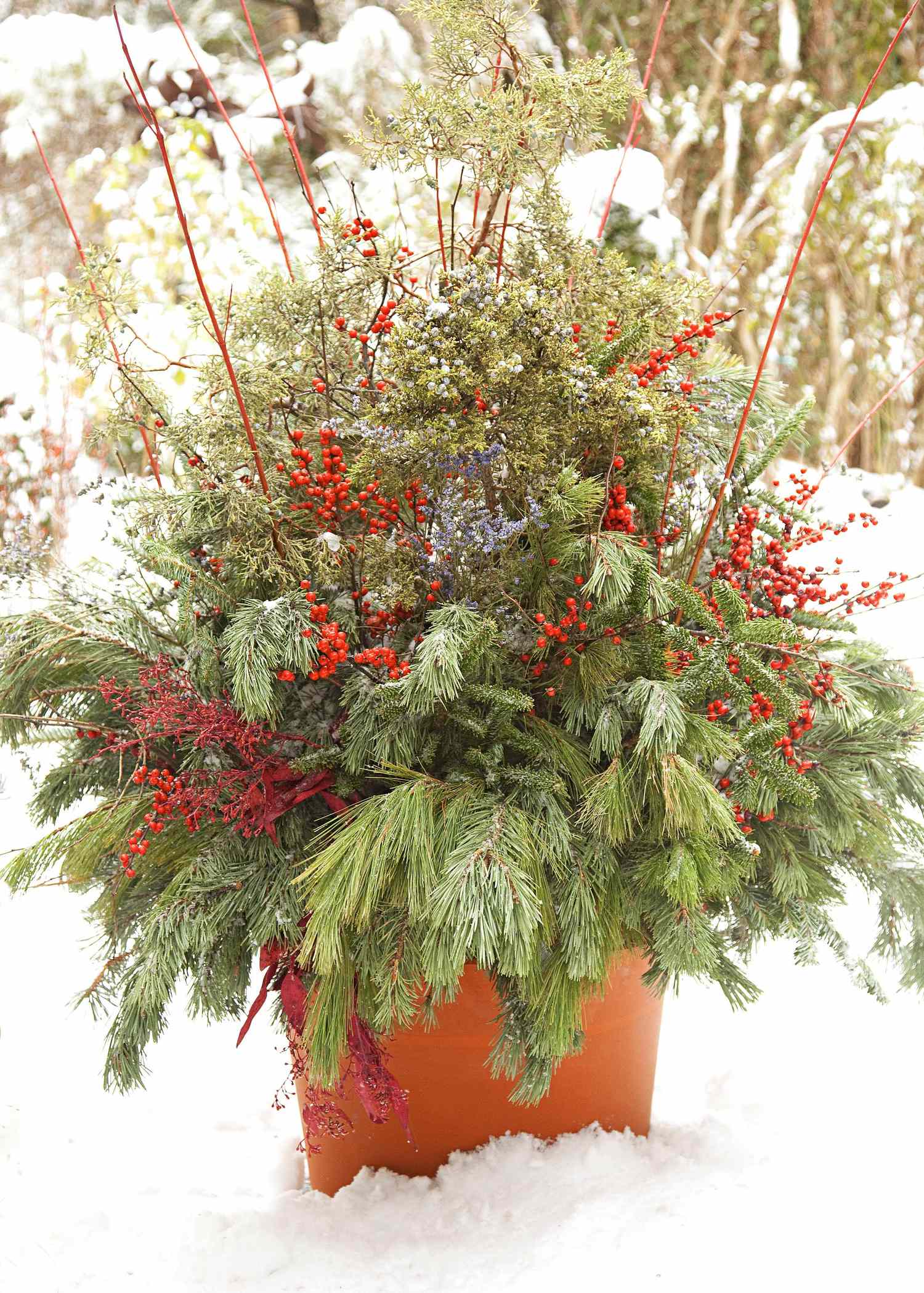 14 Cheerful Winter Container Gardens