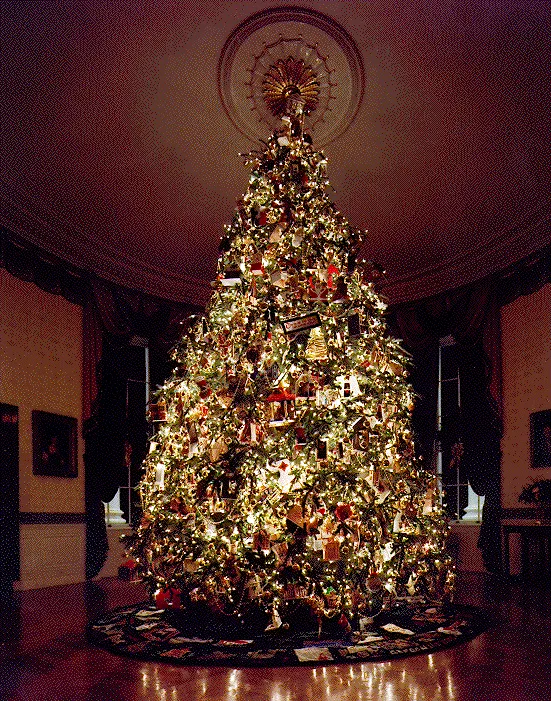 20 FRASER FIR Tree Abies Fraseri Christmas Tree Southern Balsam Fir Na – Seedville USA