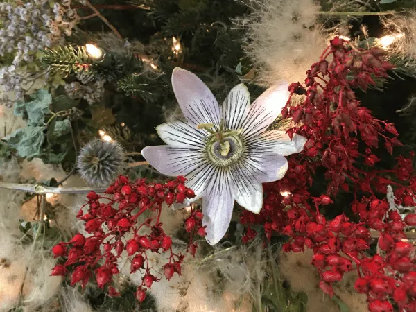 6 Eco-Friendly Ways to Decorate for the Holidays | Green Bay Botanical  Garden