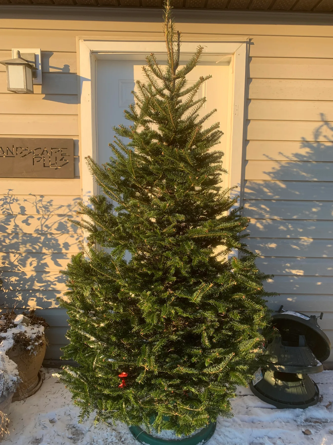 Balsam Fir Fresh Christmas Tree- Landscape Plus