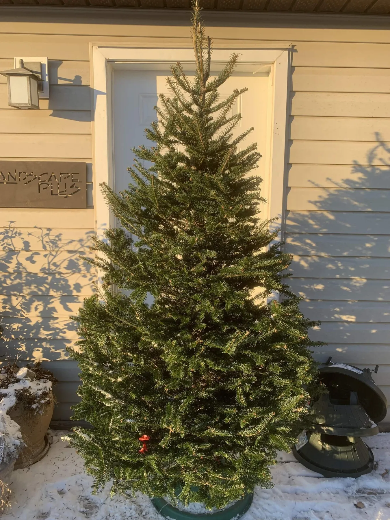 Christmas Tree: Balsam Fir | Fresh | Delivery Available