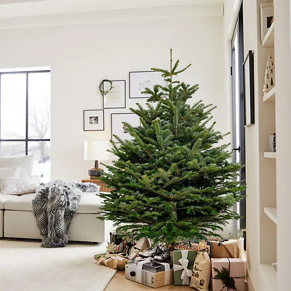 Christmas Tree Nordmann Fir - 5ft Fresh Cut Christmas Tree - Grown in The  UK - Premium Nordmann Fir