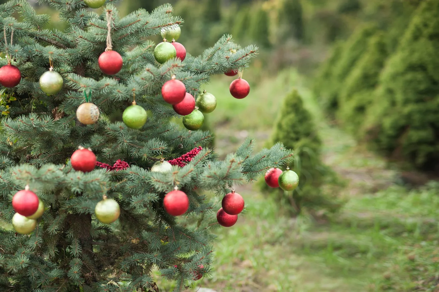 Christmas Trees – Patchen Christmas Tree & Pumpkin Farm