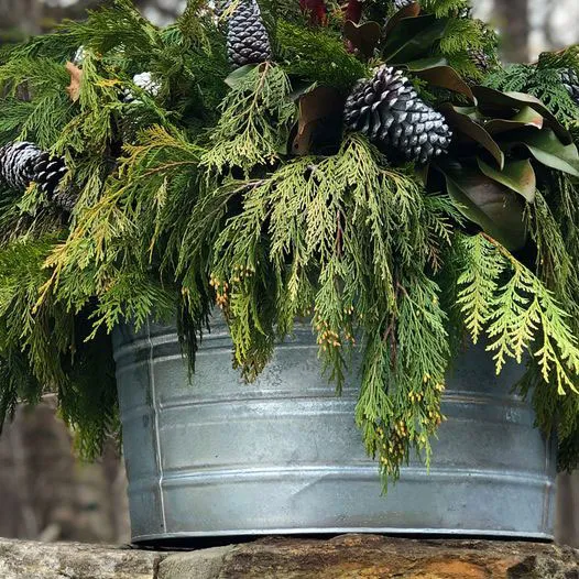 Evergreens for Four-Season Containers: Keep Your Patio Gorgeous Year-Round!  | Cropley's Garden Center