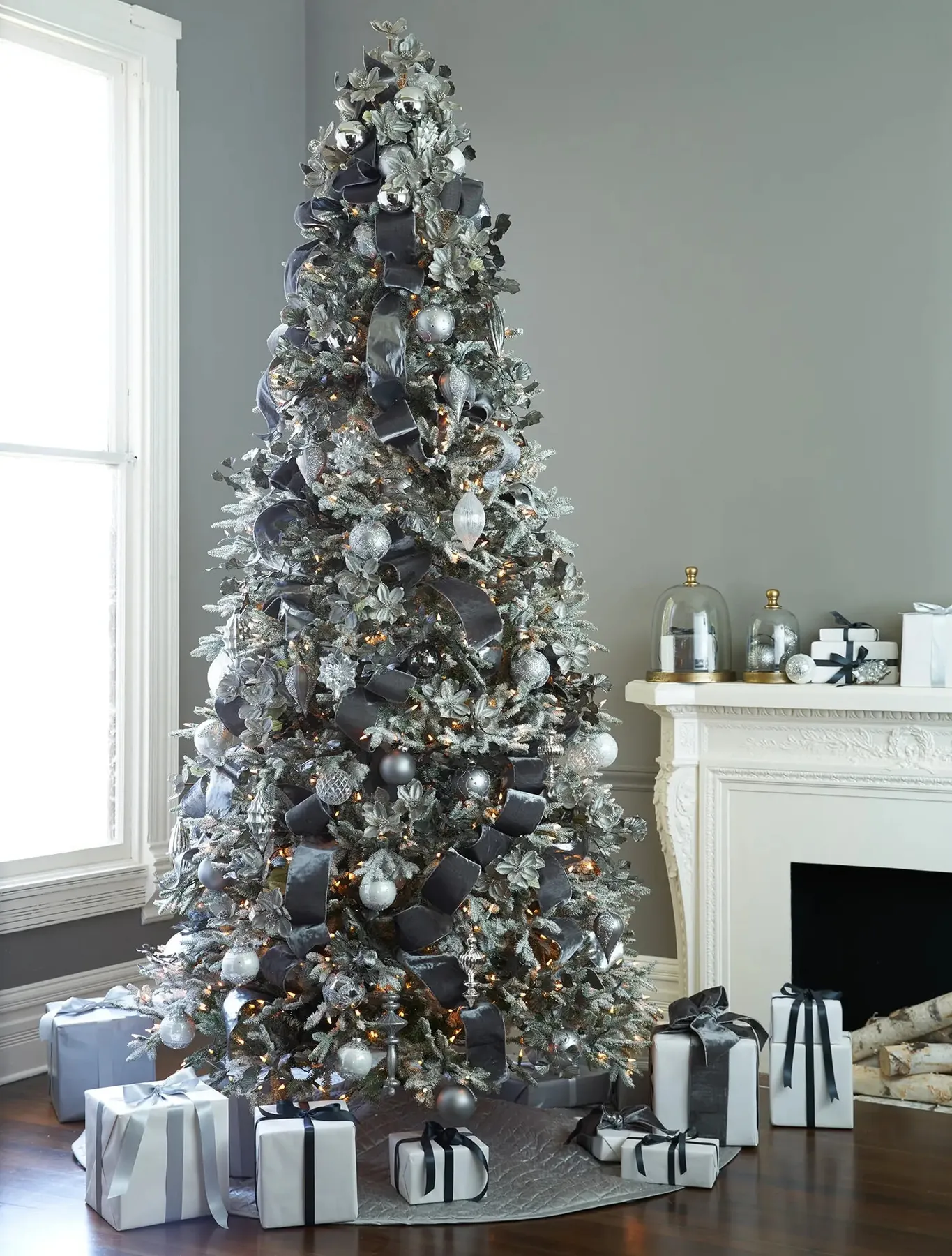 Frosted Fraser Fir® - Grow Xmas Trees
