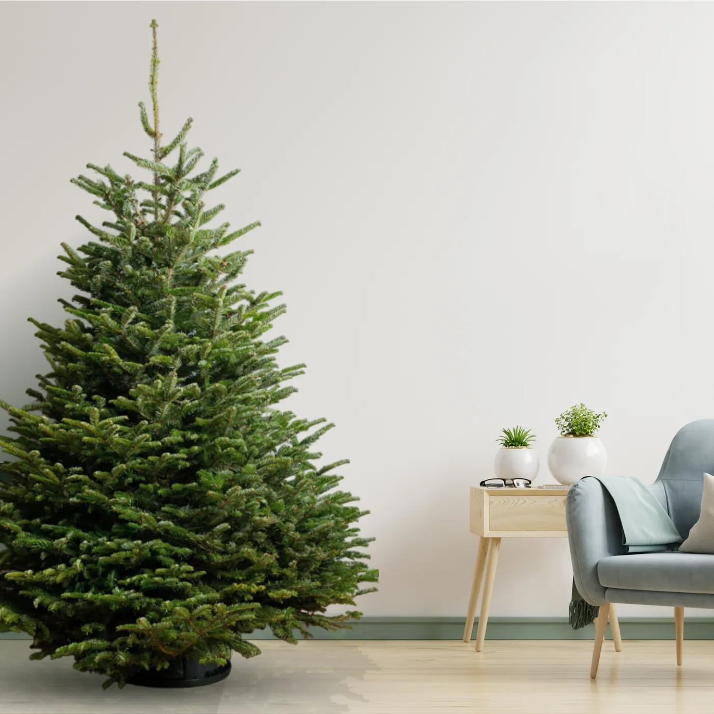 Homegrown Garden Centre Nordmann Fir Fresh Cut Christmas Tree - Homegrown  Garden Centre