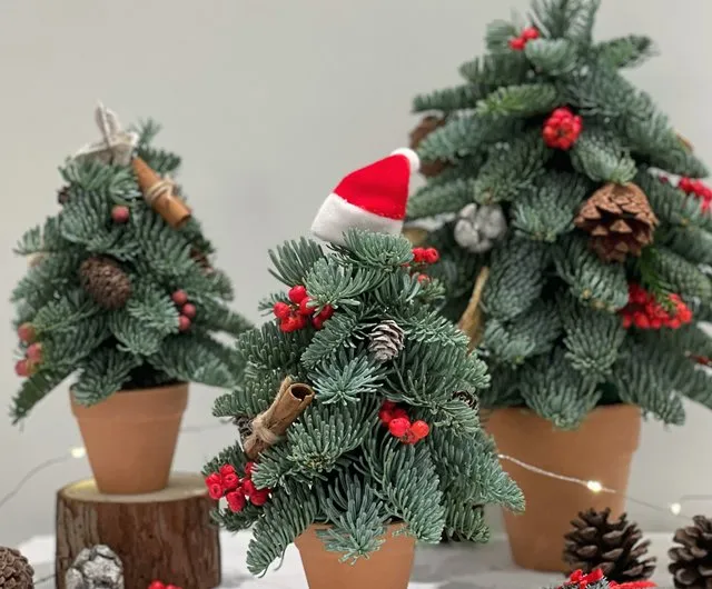 Hong Kong Handmade Fresh Noble Fir Christmas Tree Houseplant Fanatic -  Pinkoi
