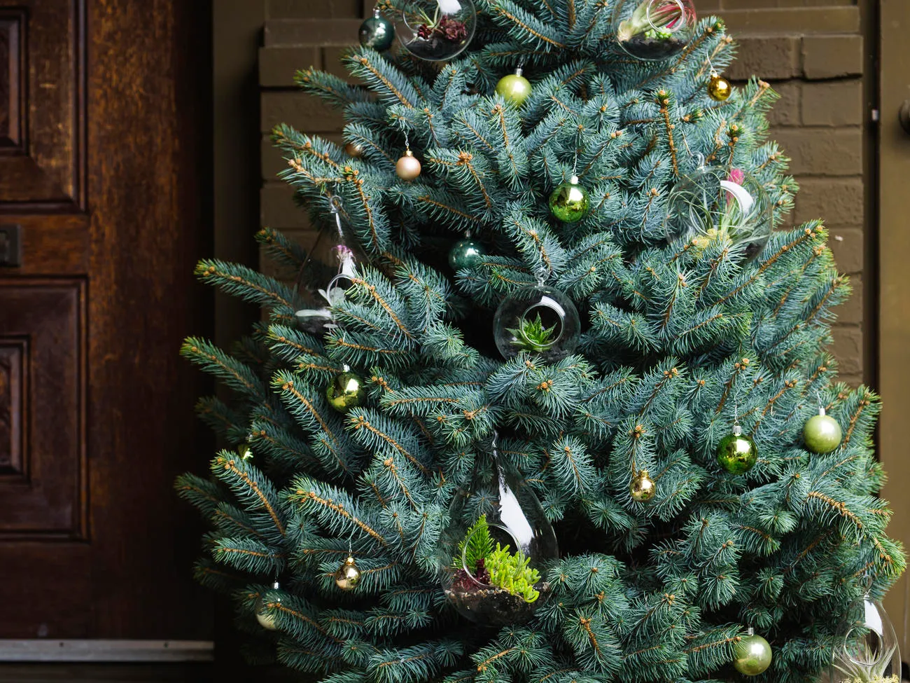 How to Do a Live Christmas Tree (and Keep It Alive for Planting Later!)