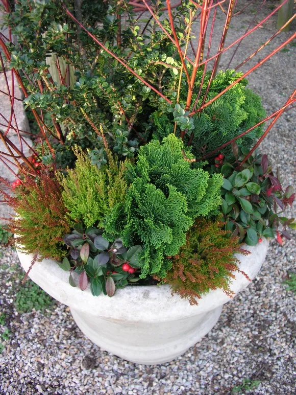 How to Transition A Container Garden From Fall to Winter with Textures |  PITH + VIGOR by Rochelle Greayer