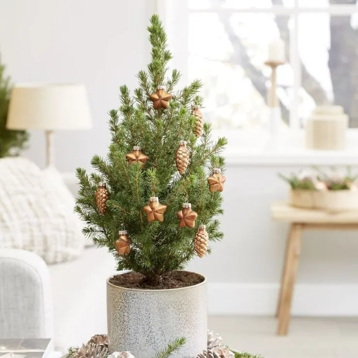 Mini Christmas Tree - Tabletop Christmas Tree - Classy Contemporary Small  Real Christmas Tree