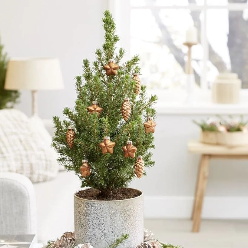 Mini Christmas Tree - Tabletop Christmas Tree - Classy Contemporary Small  Real Christmas Tree