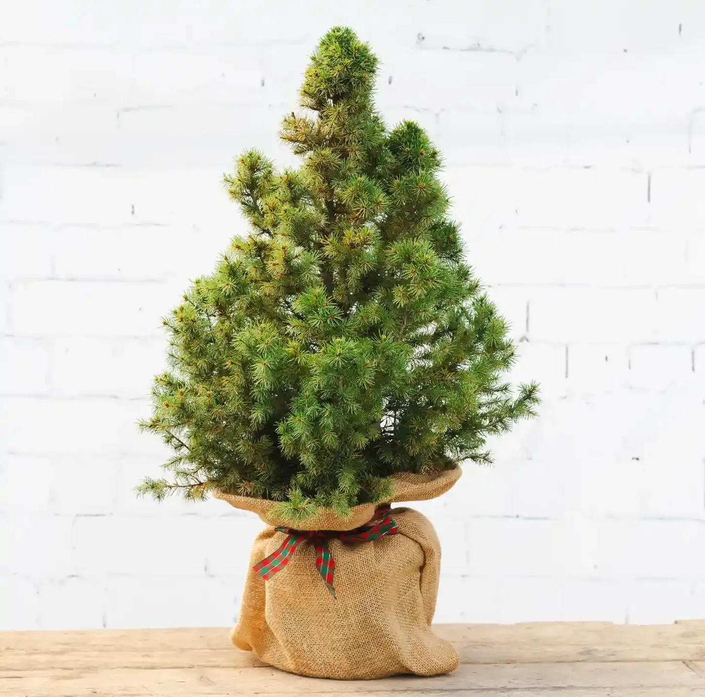 Mini Potted Christmas Tree