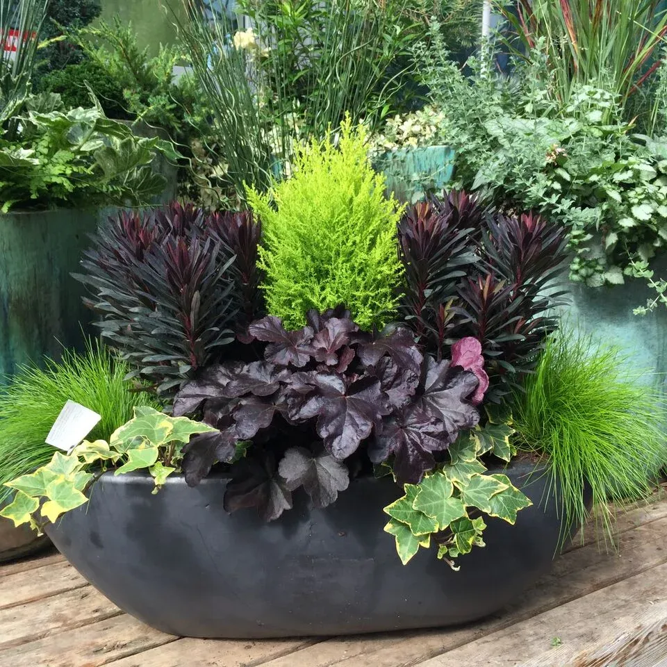 Refreshing Your Containers for Fall — Seattle's Favorite Garden Store Since  1924 - Swansons Nursery