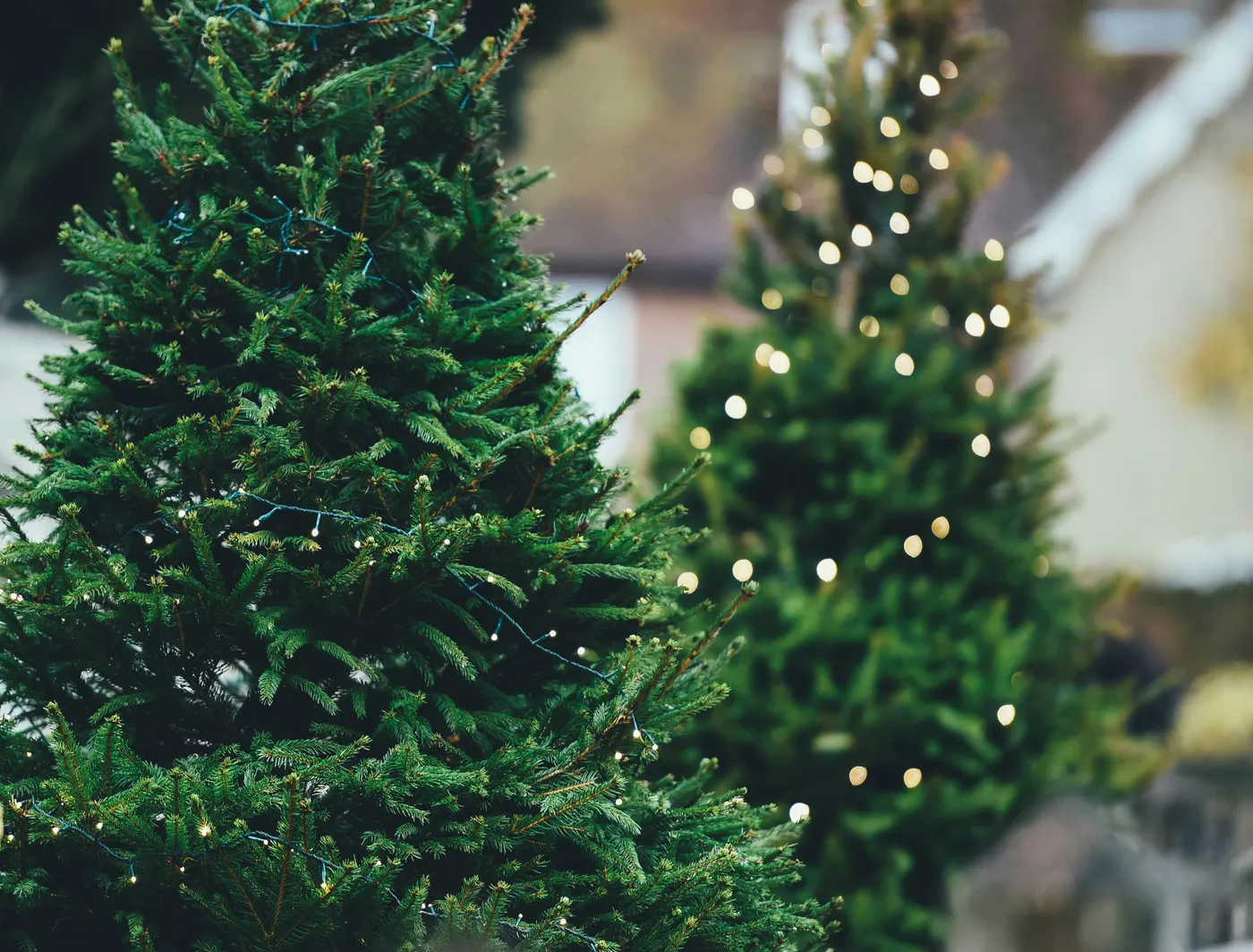 The History Of Christmas Trees Is More Complicated Than You Might Think